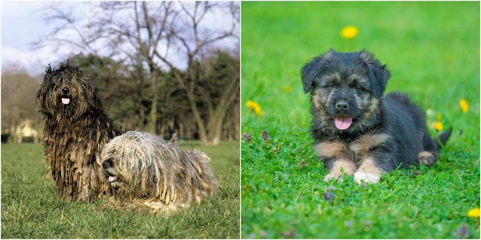 a bergamasco puppy and an adult