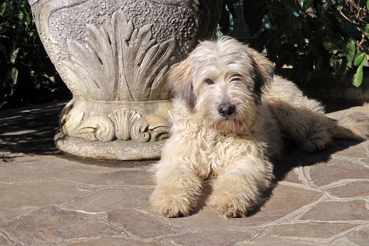 Fluffy store dogs medium