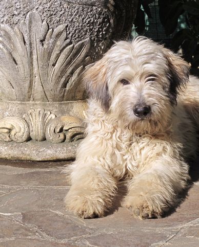medium sized dog breeds bergamasco sheepdog