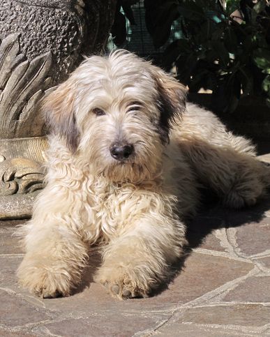 medium sized dog breeds bergamasco sheepdog