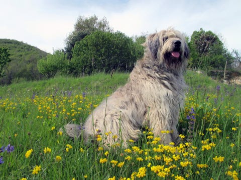 20 Best Dogs Breeds That Are Good for Kids and Families