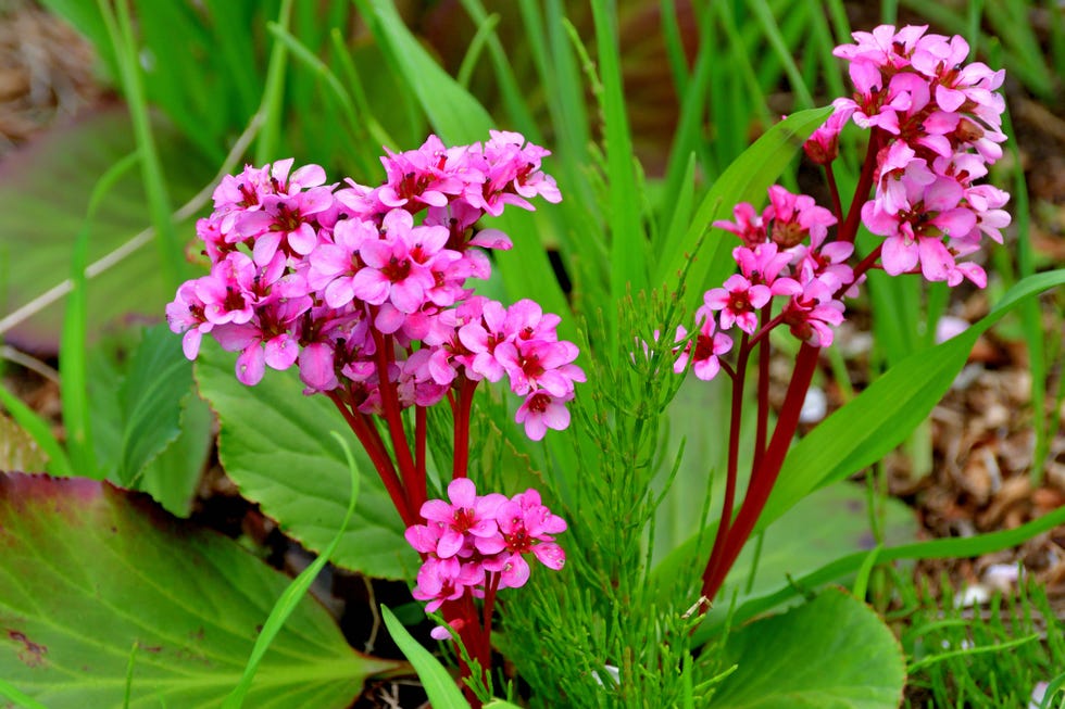 best shade perennials pigsqueak