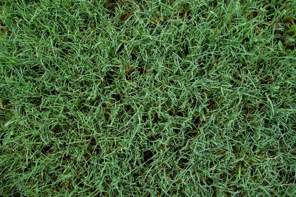 bermuda grass