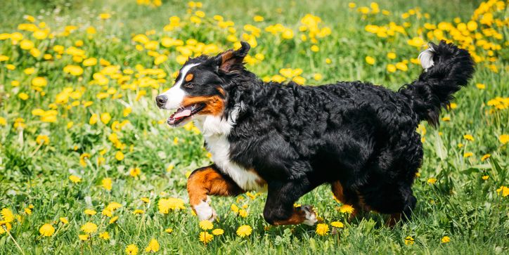 bernese mountain dog berner sennenhund playing running outdoor in green spring meadow with yellow flowers playful pet outdoors bernese cattle dog