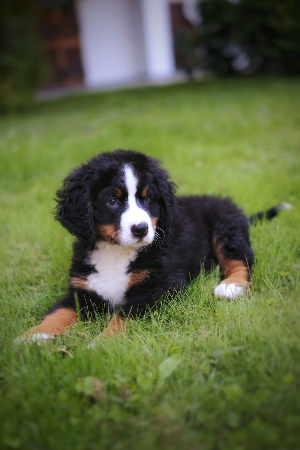bernese mountain dog puppy in the meadow