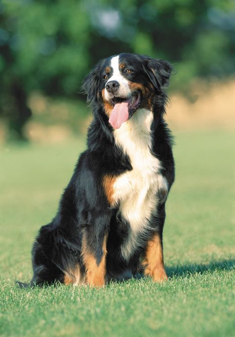 bernese mountain dog with shaggy black brown and white coat sitting in the grass panting and looking off camera