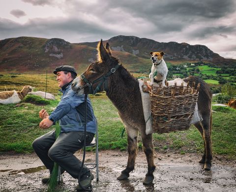 Tijdens het rijden over de schilderachtige Ring of Kerry in Ierland kon Your Shotfotograaf Max Malloy het weerstaan te stoppen  voor dit lachende trio op een markt naast de weg Het lijkt erop dat de man een kruis maakt met riet terwijl de hond instructies geeft en de ezel zijn werk controleert zegt hij