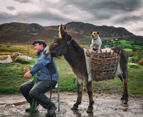 Tijdens het rijden over de schilderachtige Ring of Kerry in Ierland kon Your Shotfotograaf Max Malloy het weerstaan te stoppen voor dit lachende trio op een markt naast de weg Het lijkt erop dat de man een kruis maakt met riet terwijl de hond instructies geeft en de ezel zijn werk controleert zegt hij