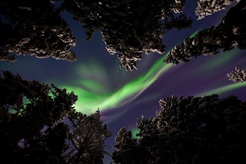 Tijdens de lange winternachten van Lapland Zweden is het prachtige noorderlicht te zien in de achtertuin van Your Shotfotograaf Johannes Kormann