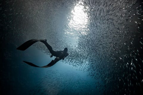 Een vrijduiker komt tevoorschijn uit de Zwaluwengrot in de Vavaueilanden van Tonga waar hij een levende wolk van vissen vindt die erboven cirkelt Als je ertussen duikt is het een spectaculair ballet schrijft Your Shotfotograaf Marc Henauer De compositie van zijn foto was opvallend voor Henauer Het contrast tussen het donker van de bodem en het licht van de top zorgt dat de vissen eruitzien als sterren