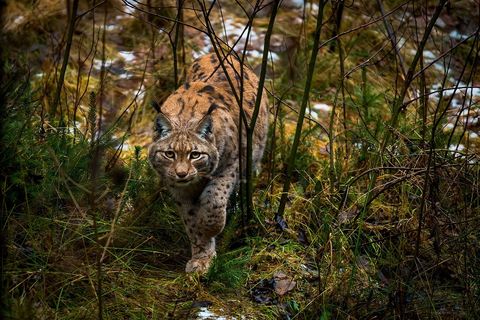 In Neuschonau Duitsland benadert een lynx Your Shotfotograaf Angiolo Manetti voorzichtig  Collegafotografen prezen de foto voor het intense oogcontact van de wilde kat