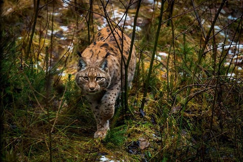 In Neuschonau Duitsland benadert een lynx Your Shotfotograaf Angiolo Manetti voorzichtig Collegafotografen prezen de foto voor het intense oogcontact van de wilde kat