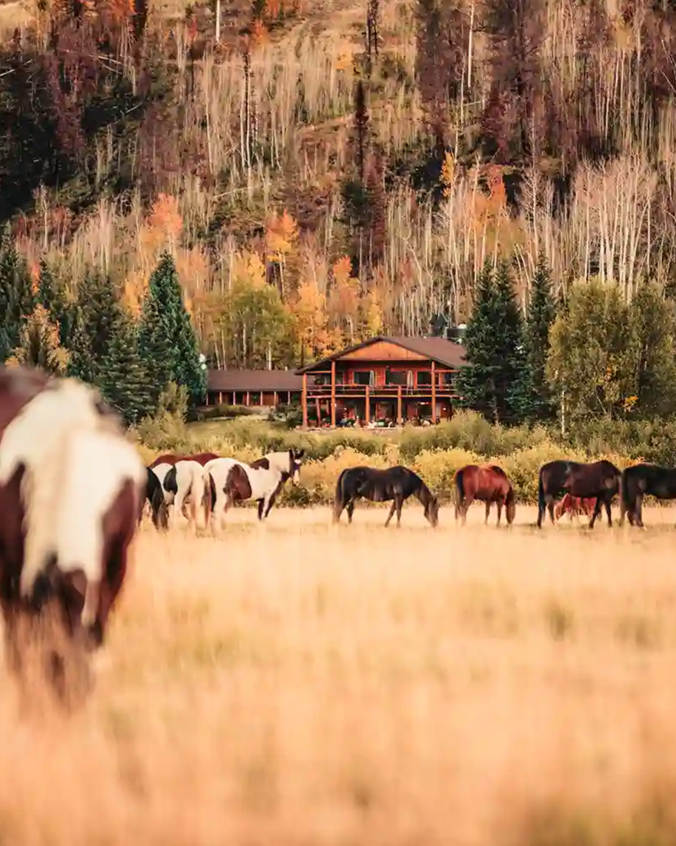 best all inclusive resorts for families c lazy u ranch best all inclusive resorts for families c lazy u ranch