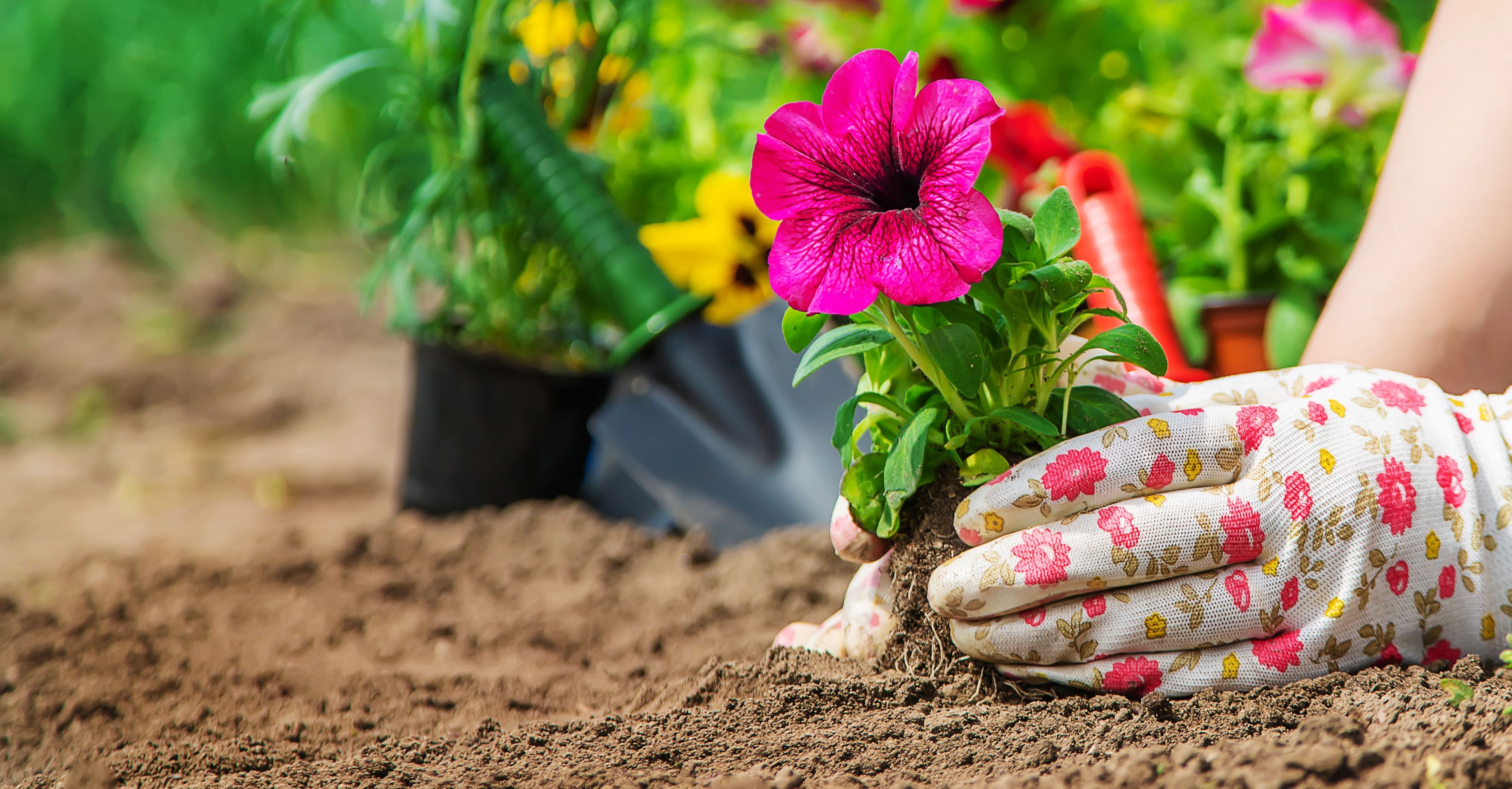 Image of Flowers plants