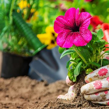 gloved hand of a gardener planting annual flowers including hot pink petunias and yellow pansies