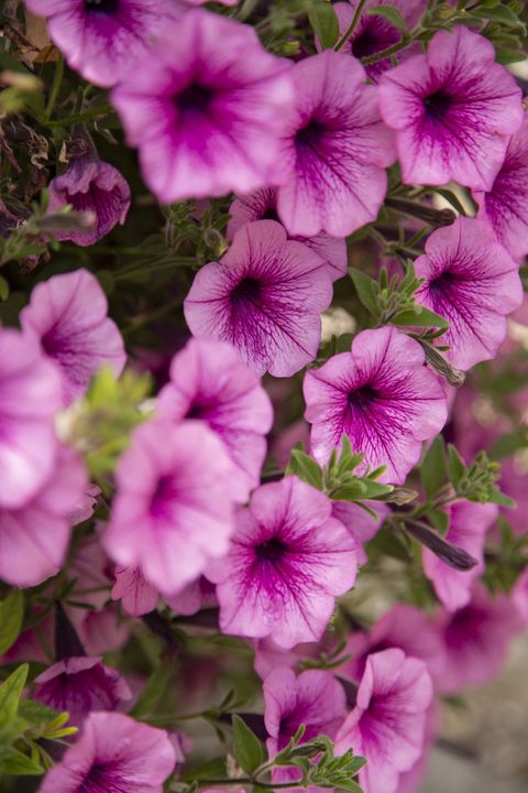 petunia, an annual flowering plant with profuse trumpet shaped blooms