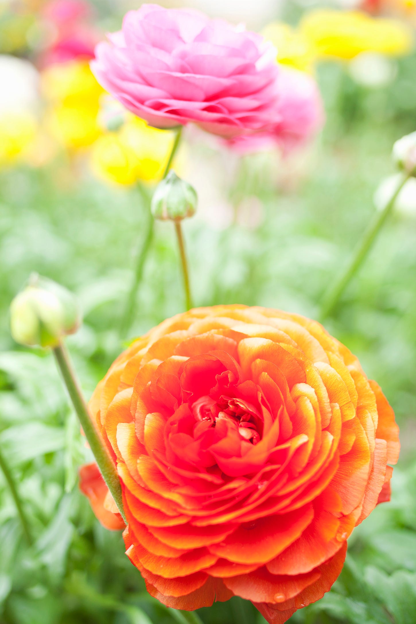 18 Best Annual Flowers - Annual Flowers List