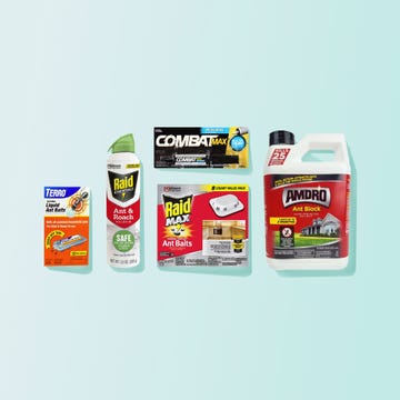 best ant killers