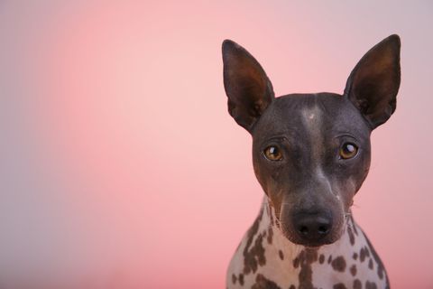 best apartment dogs american hairless