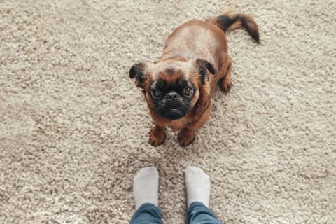  best-apartment-dogs-brussels-griffon