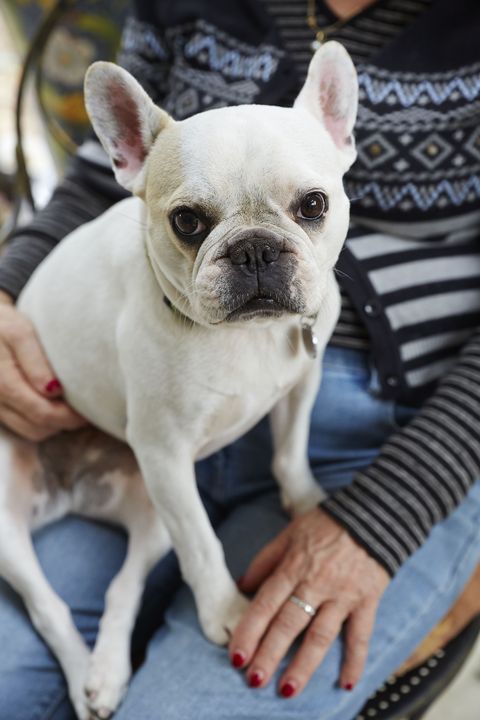 best-apartment-dog-breeds-French bulldog