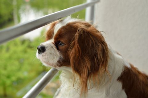 best-apartment-dogs-king-charles-cavelier