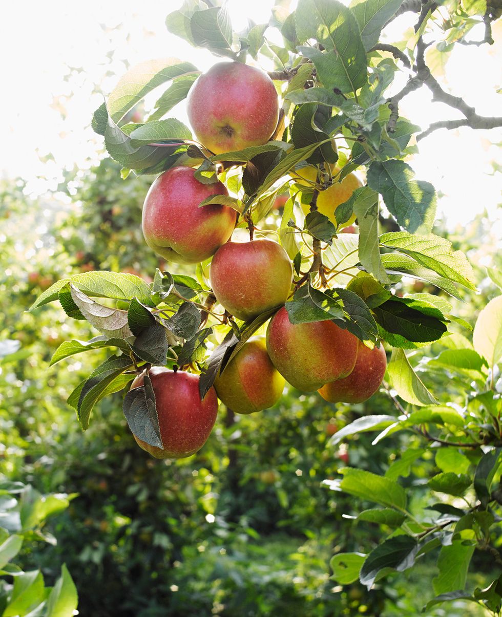 35 Best Apple Picking Places Near Me You Pick Apple Orchards 