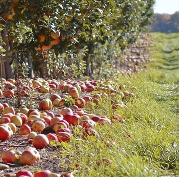 best apple picking farms