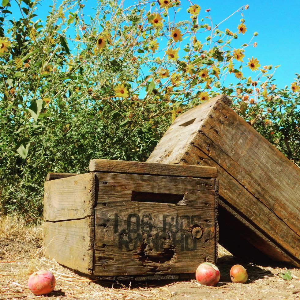 best apple picking farms california