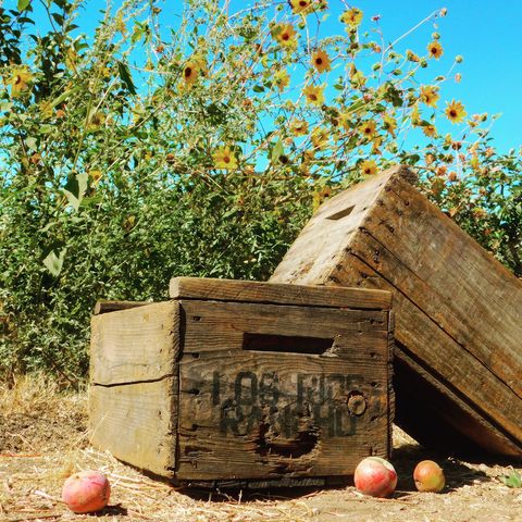 best apple picking farms california
