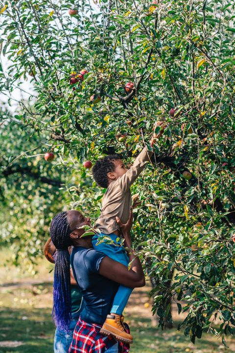 african woman and her son picking up apples in orchard in autumn
