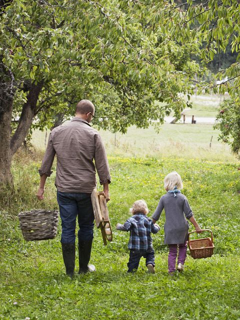 father with two kids going to picking apples