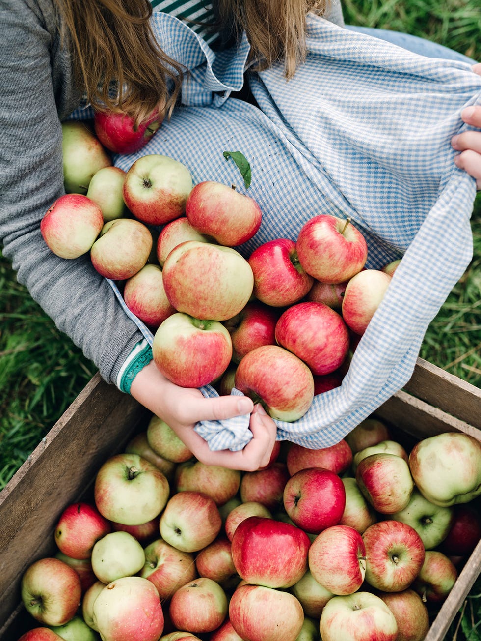 35 Best Apple Picking Places Near Me YouPick Apple Orchards