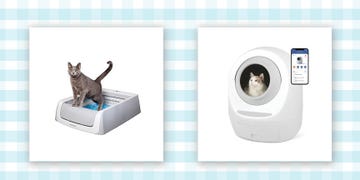 automatic litter boxes