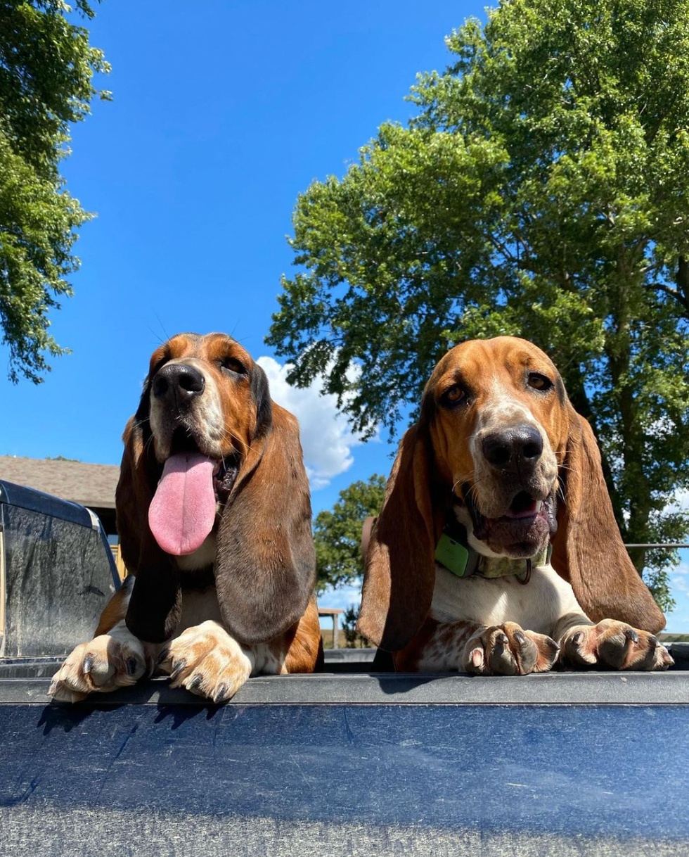 basset hound dog names