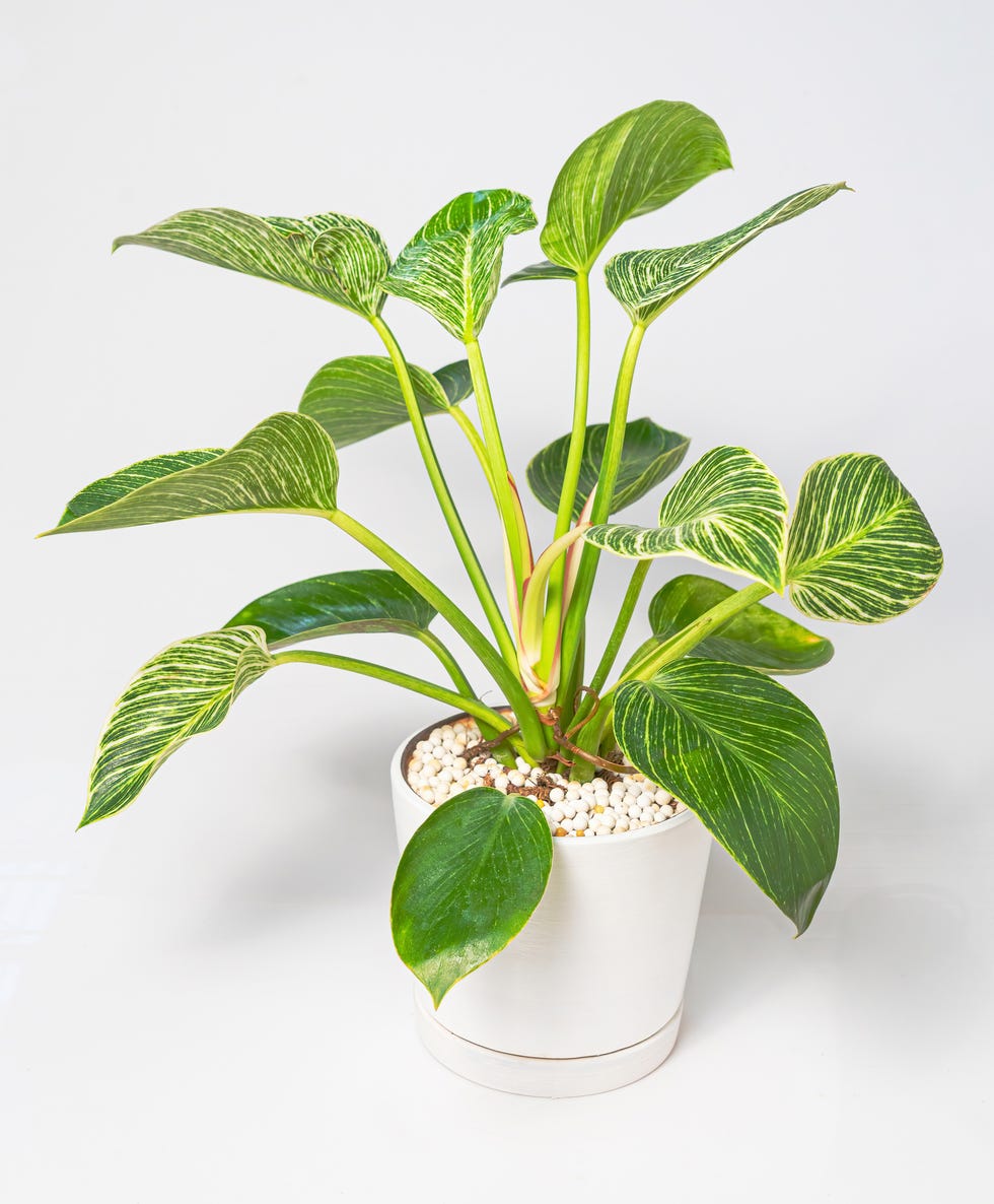 20 Best Bathroom Plants Houseplants for Low Light and Humidity