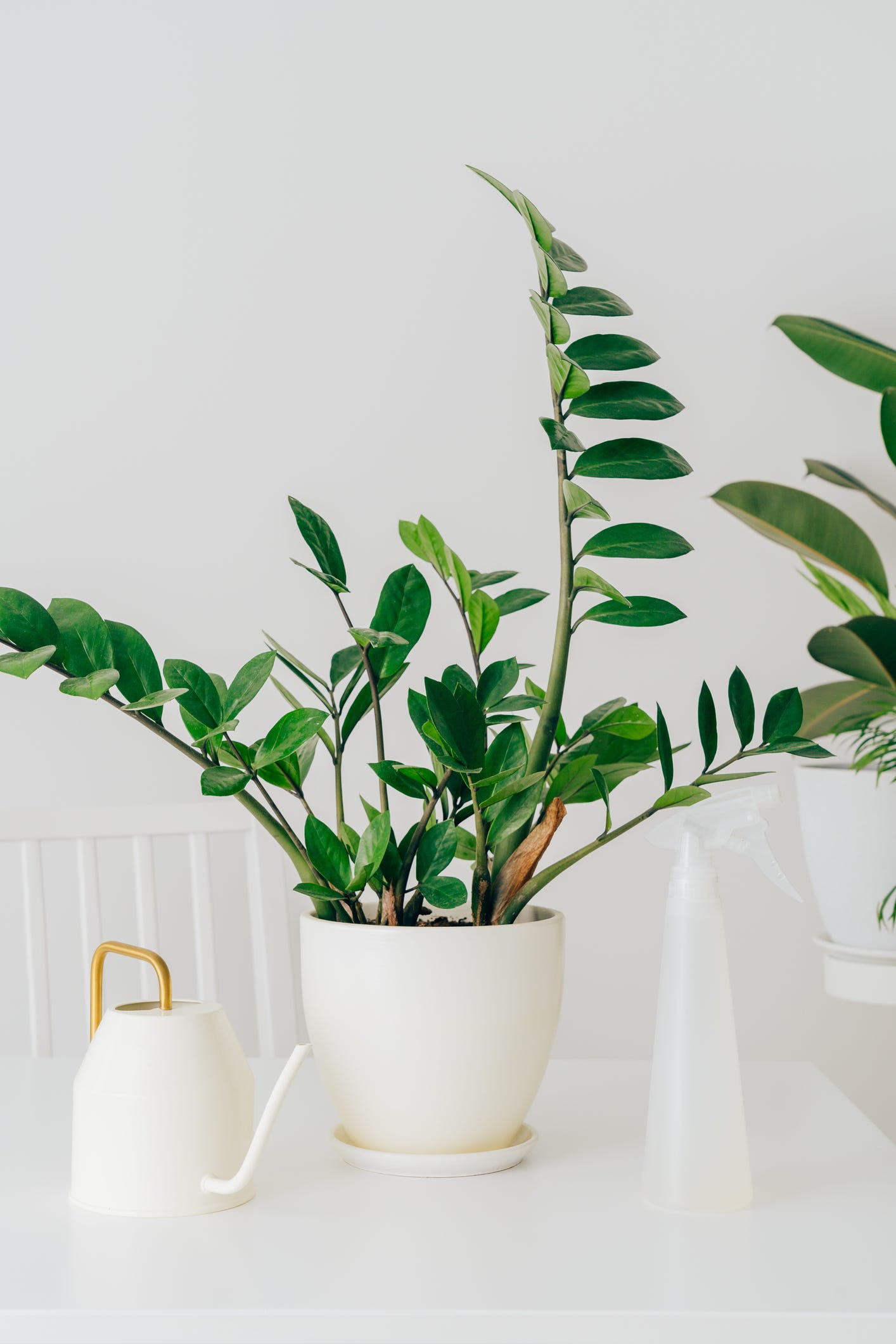 20 Best Bathroom Plants - Houseplants for Low Light and Humidity