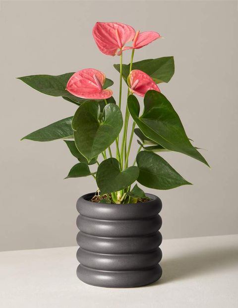 best bedroom plants pink anthuriam