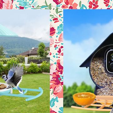 best bird feeder cameras