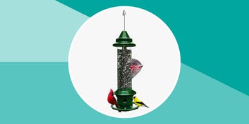 best bird feeders
