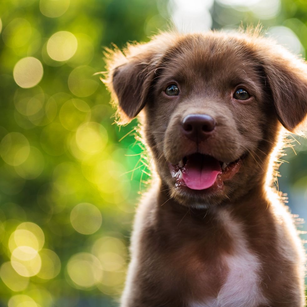 smiling puppy with tongue out, boy dog names