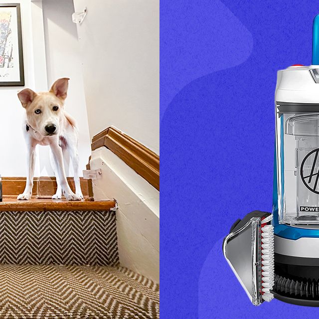 The Best Carpet Cleaners for Pets