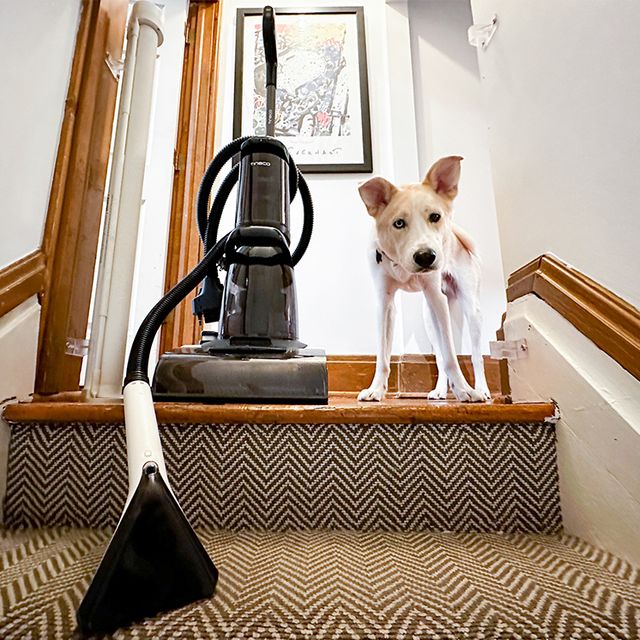 The Best Carpet Cleaners For Pets To