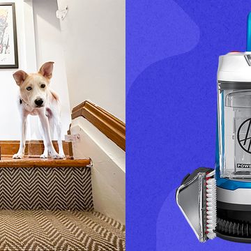 brandons dog next to a carpet cleaner, and a hoover carpet cleaner product