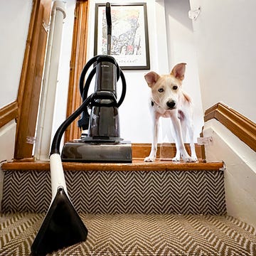 brandons dog next to a carpet cleaner, and a hoover carpet cleaner product