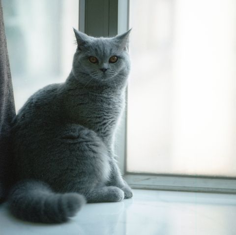 Cat by the Window