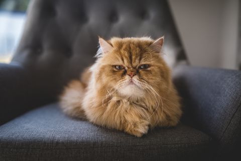 Angry looking Persian cat at home