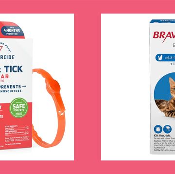 flea and tick cat collar and topical flea solution for cats