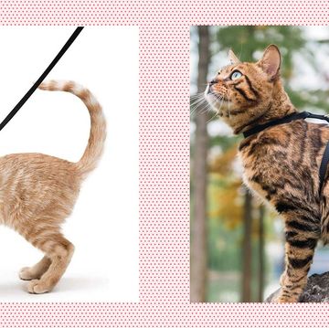 best cat harnesses