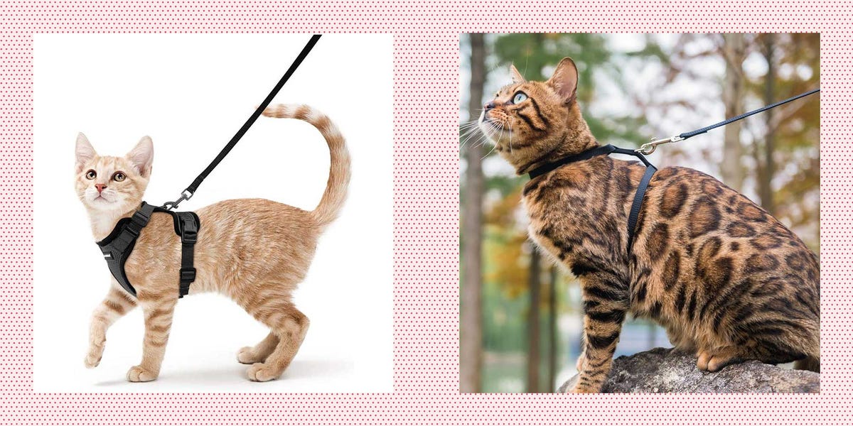 5 Best Cat Harnesses of 2024